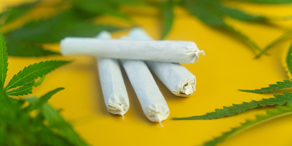 Rice Paper vs Hemp Paper vs Flavored Wraps: Canadian Buyer's Guide