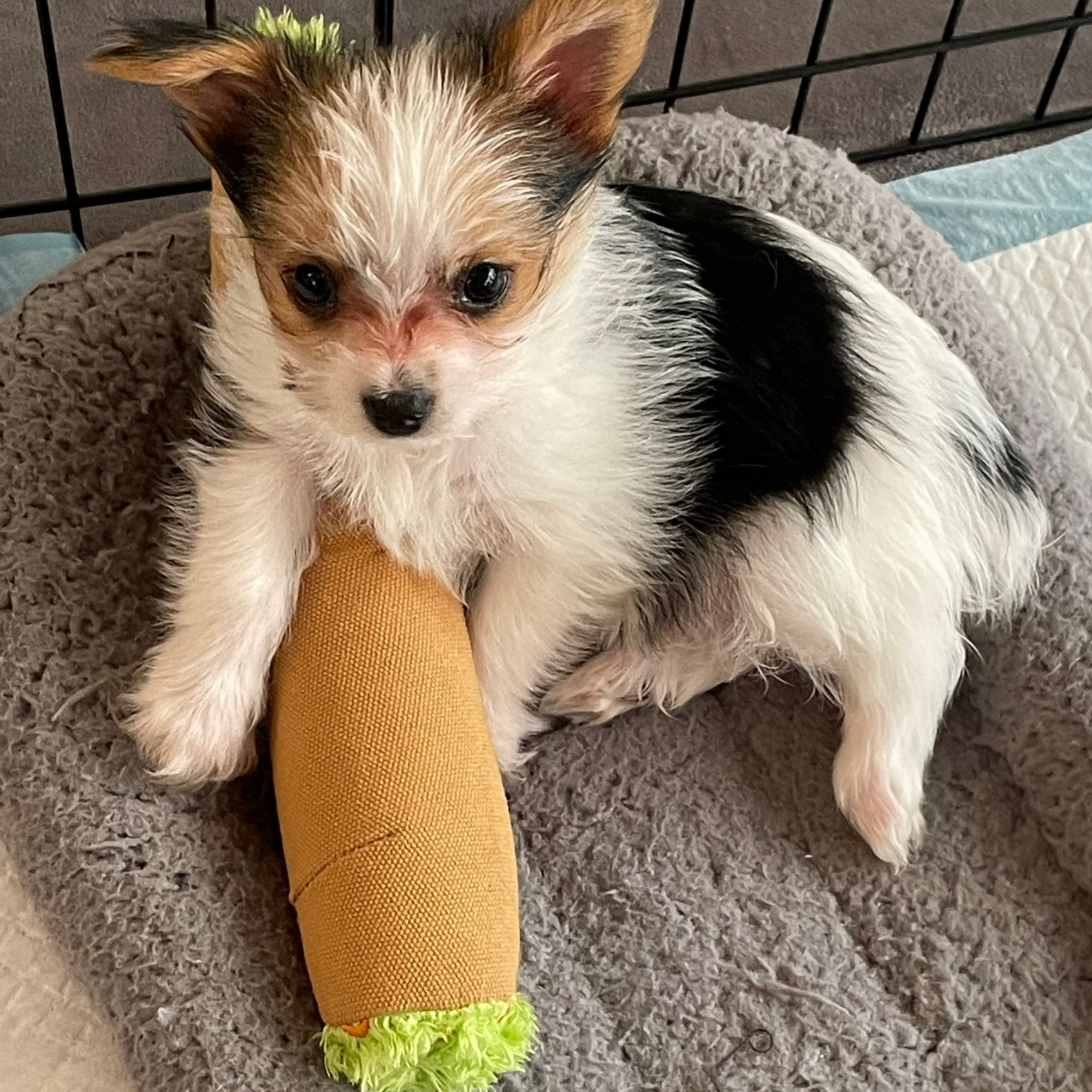 B the Blunt - Squeaky Parody Dog Toy - 10" Secondary image